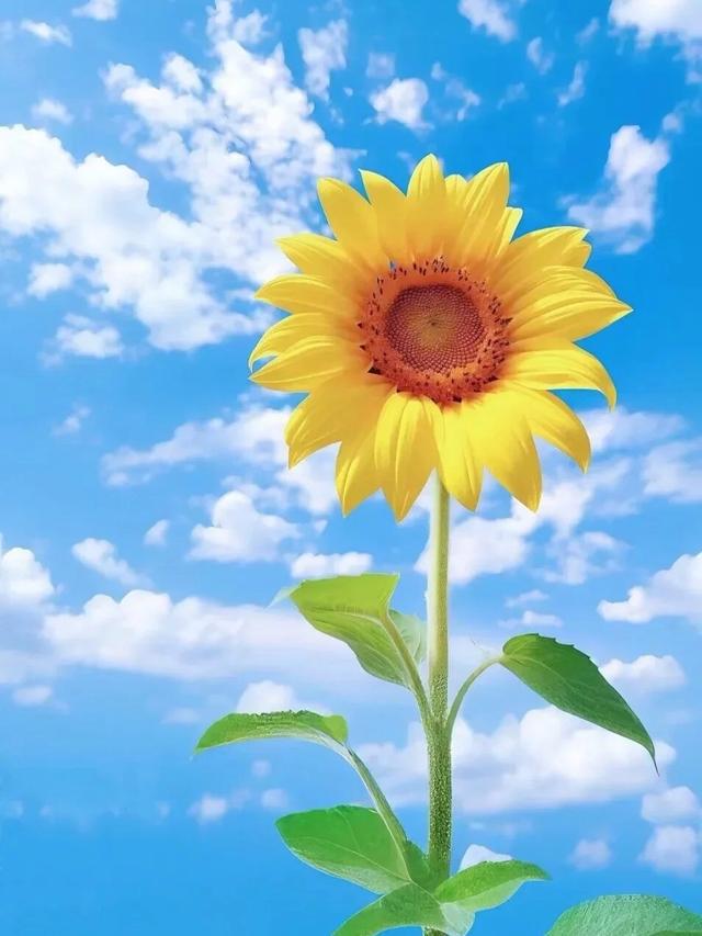 |凯发电游最新网址阳光乐观的好心态句子句句温暖治愈！